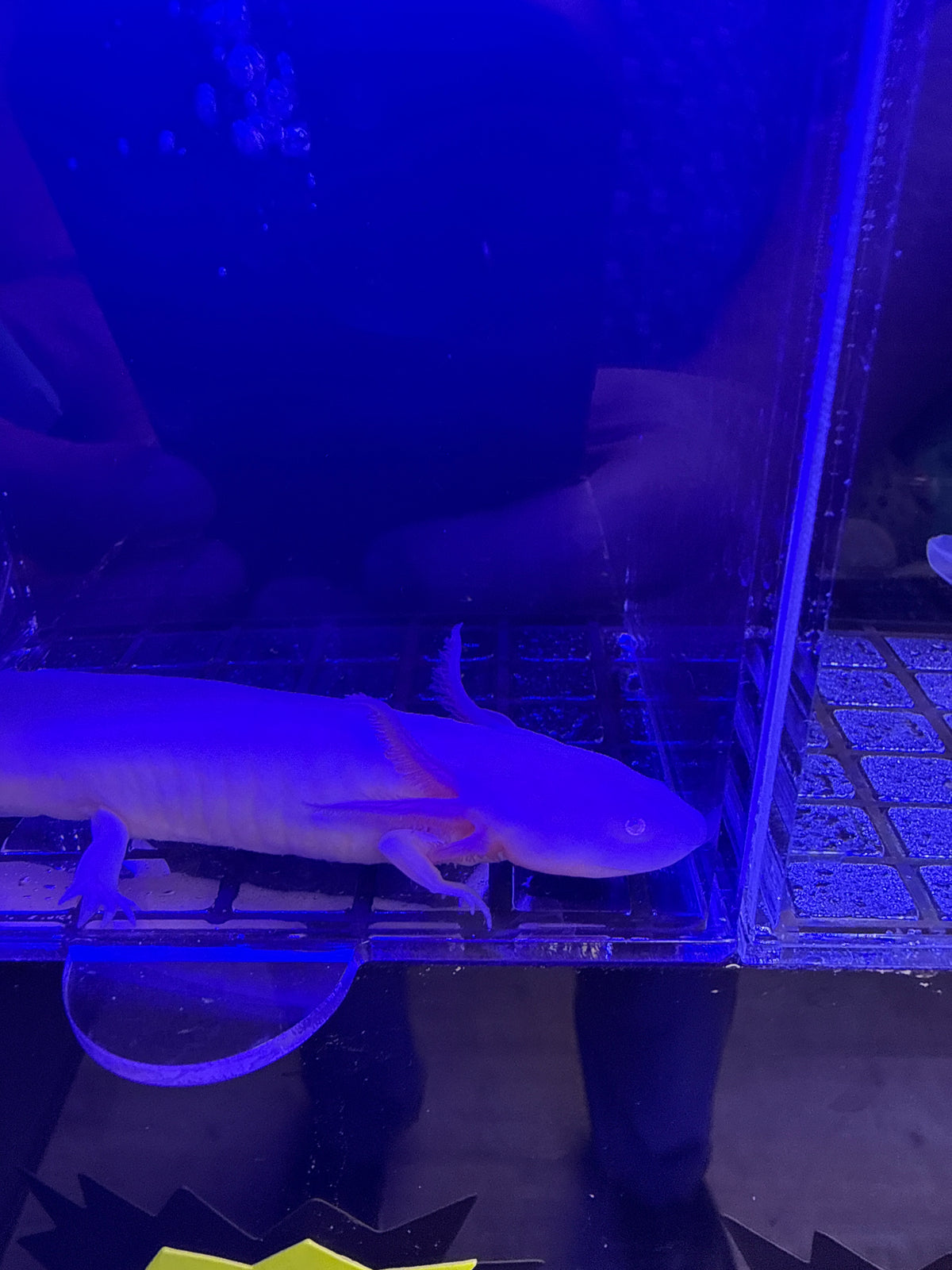Hocus, Leucistic named axolotl #026 — exact animal for sale, photo 3