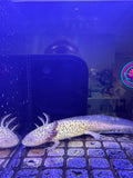 Banshee, Axanthic Copper named axolotl #037 — exact animal for sale, photo 1