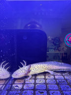 Banshee, Axanthic Copper named axolotl #037 — exact animal for sale, photo 1