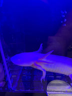Hocus, Leucistic named axolotl #026 — exact animal for sale, photo 2