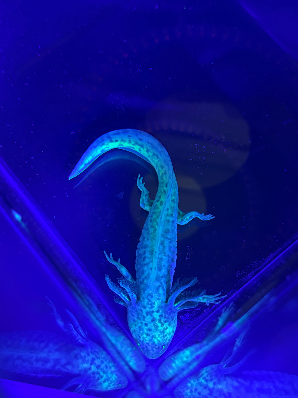 Morticia, GFP Wild Type named axolotl #006 — exact animal for sale, photo 6