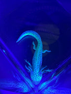 Morticia, GFP Wild Type named axolotl #006 — exact animal for sale, photo 6