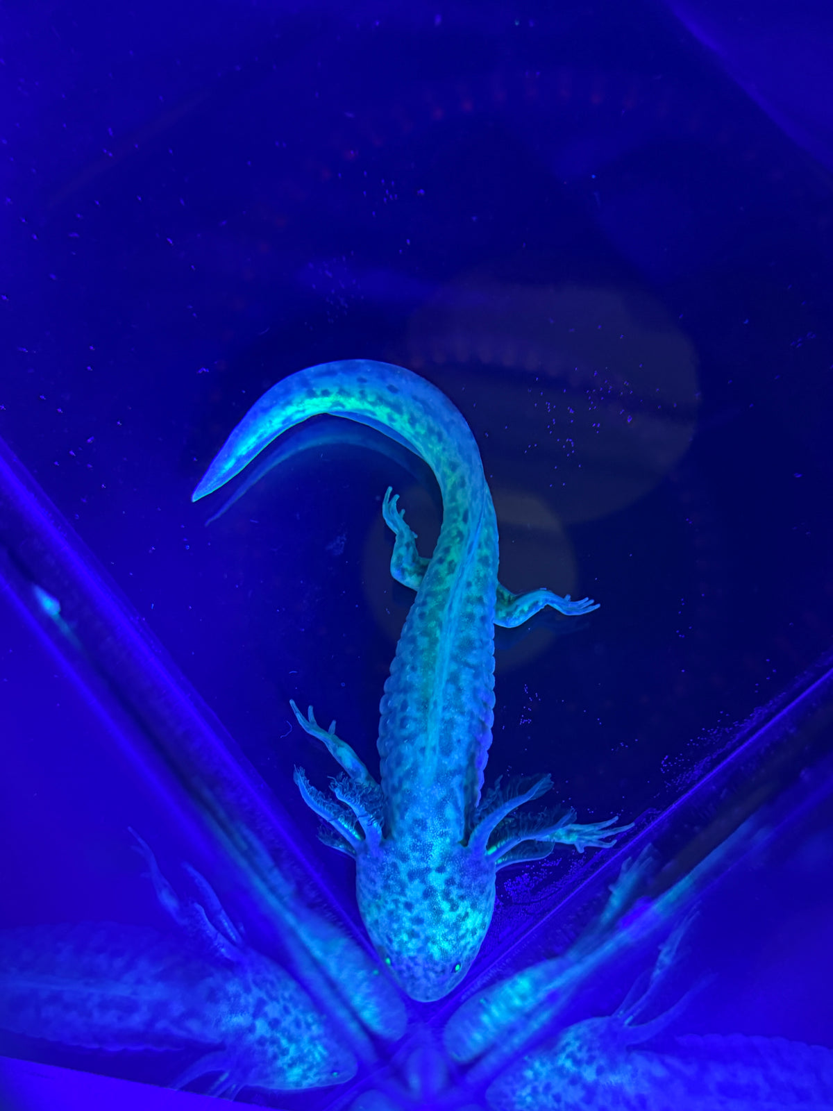 Morticia, GFP Wild Type named axolotl #006 — exact animal for sale, photo 6