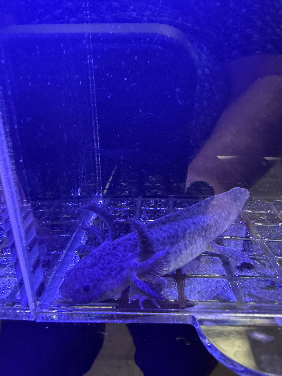 Poe, Black Melanoid named axolotl #018 — exact animal for sale, photo 2