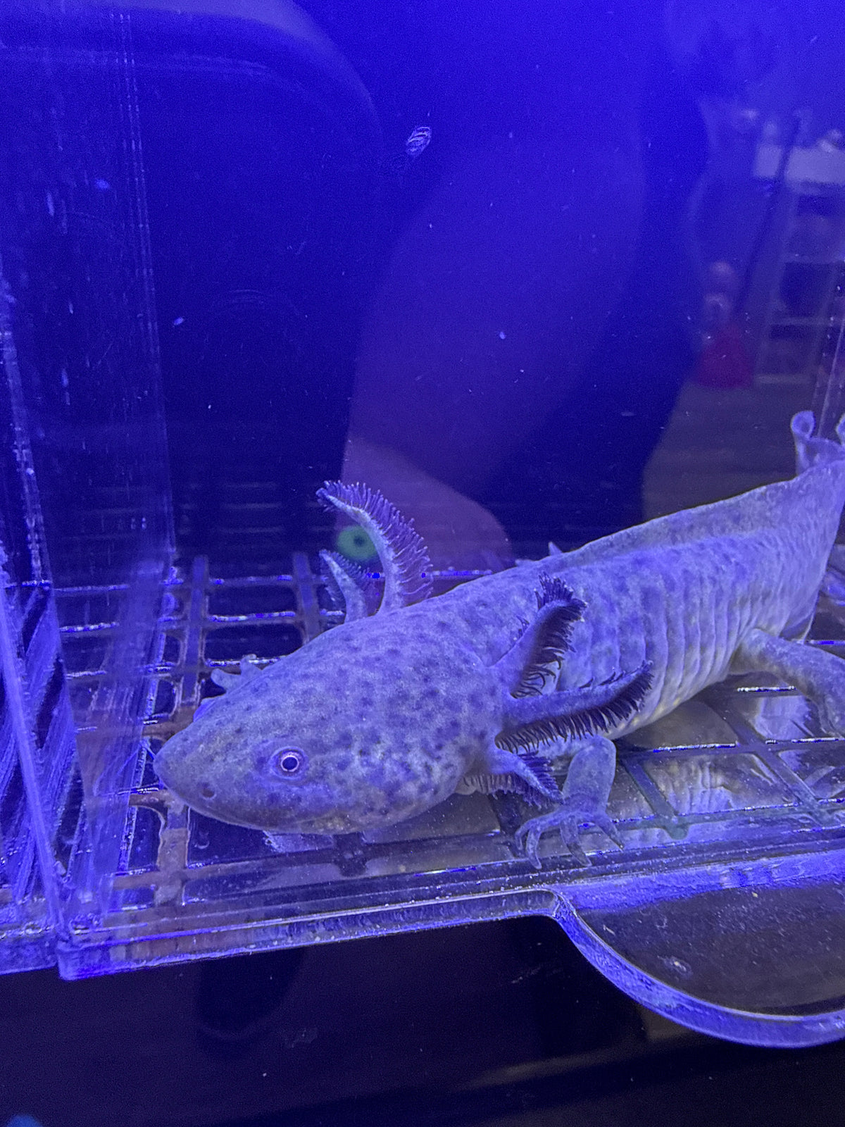 Vlad, Wild Type named axolotl #013 — exact animal for sale, photo 3