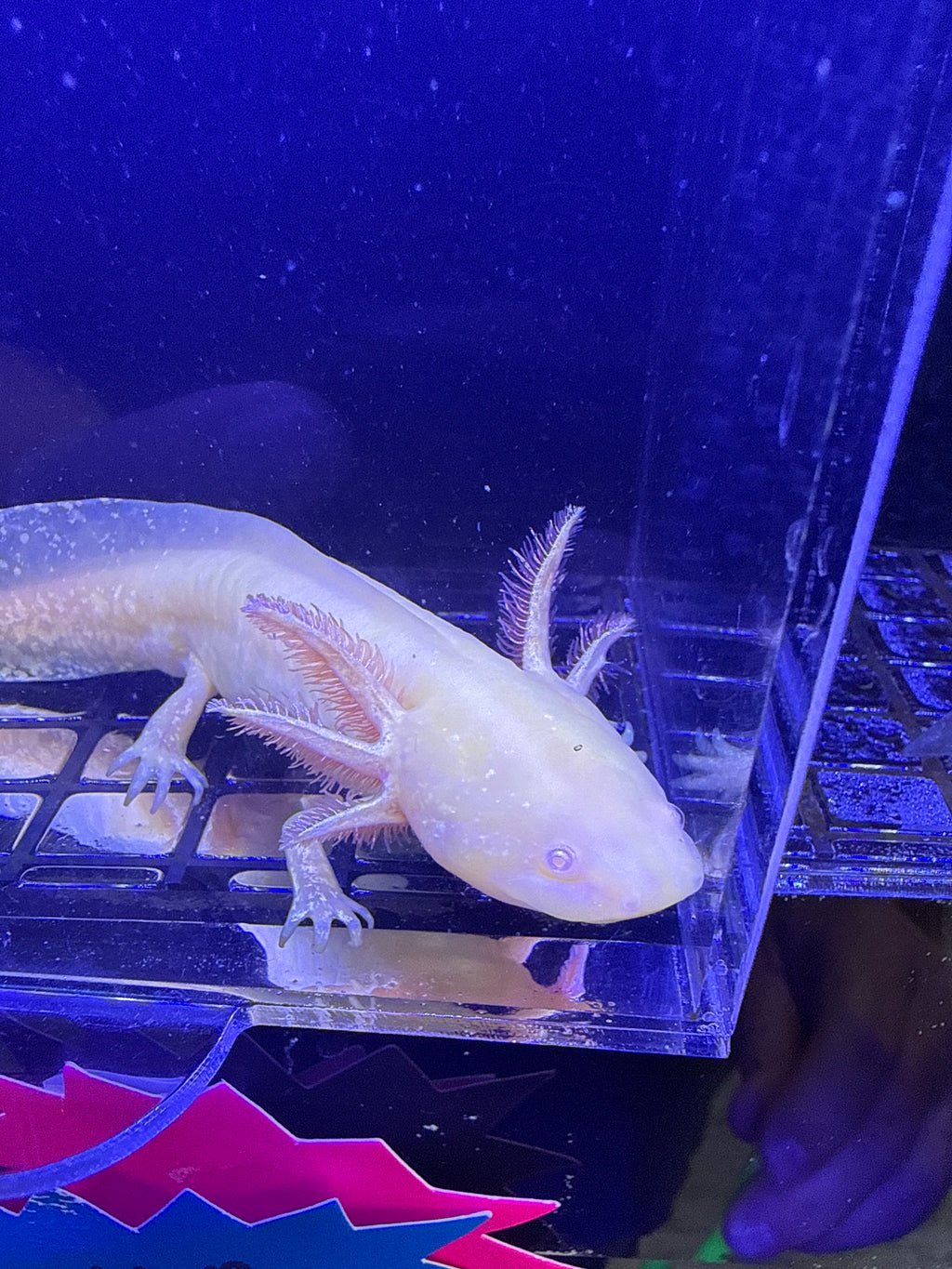 Spike, GFP Golden Albino named axolotl #029 — exact animal for sale, photo 1