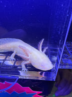 Spike, GFP Golden Albino named axolotl #029 — exact animal for sale, photo 1