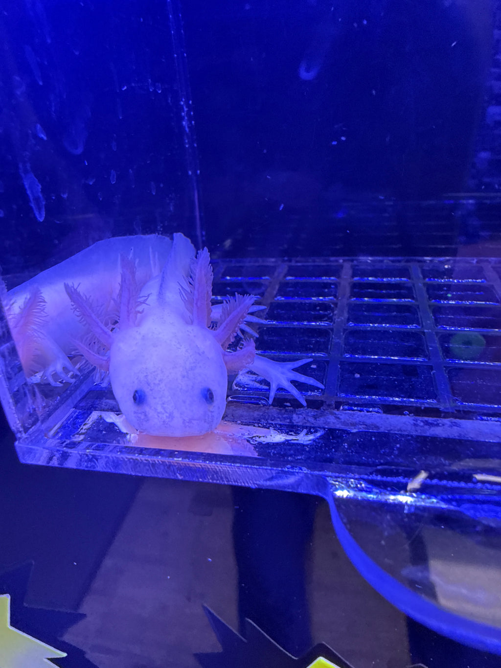 Mary, Leucistic named axolotl #025 — exact animal for sale, photo 3