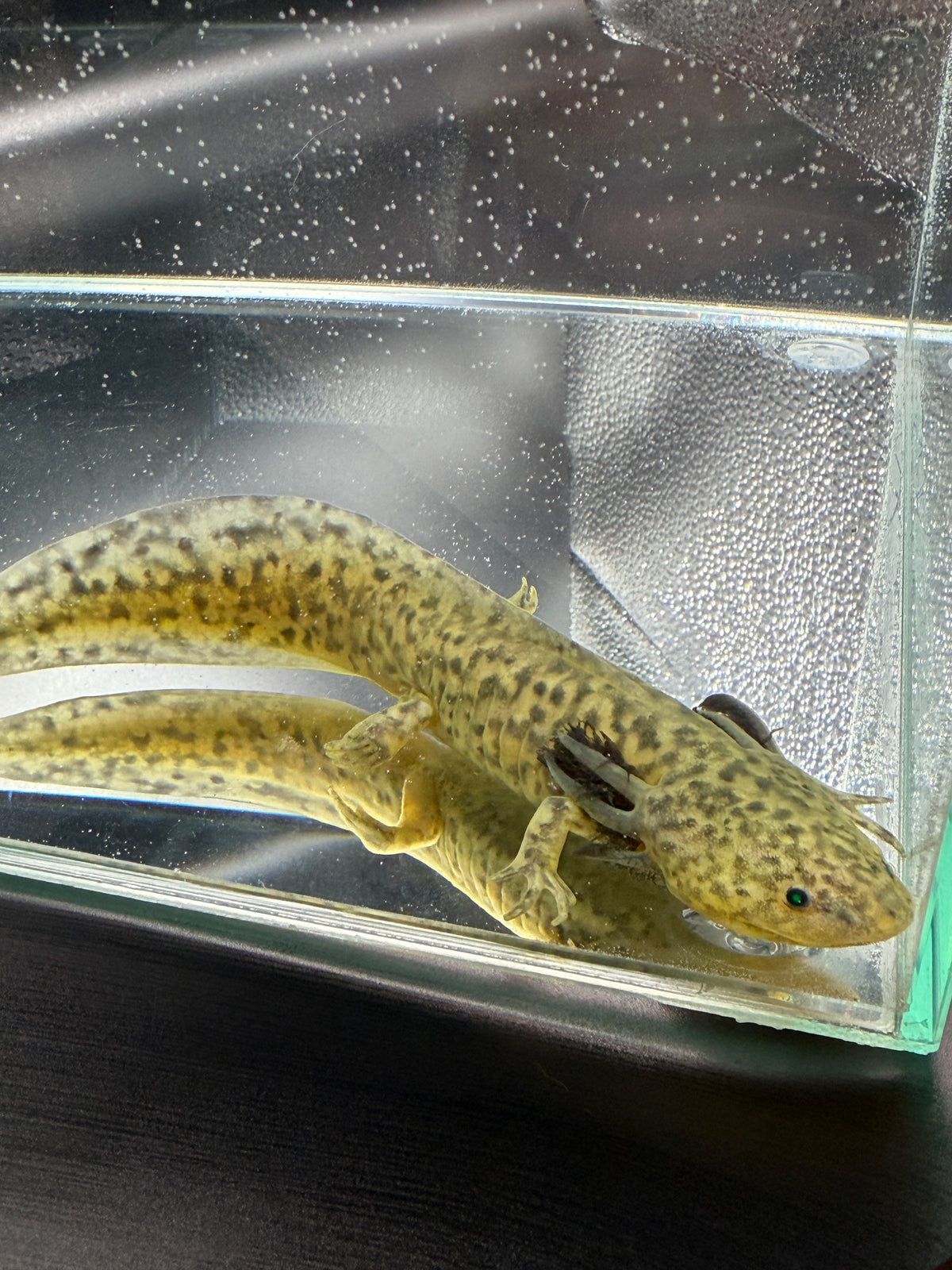 Morticia, GFP Wild Type named axolotl #006 — exact animal for sale, photo 1