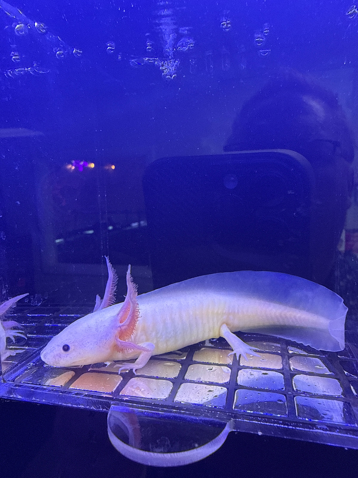 Moon, Dirty Lucy named axolotl #038 — exact animal for sale, photo 3