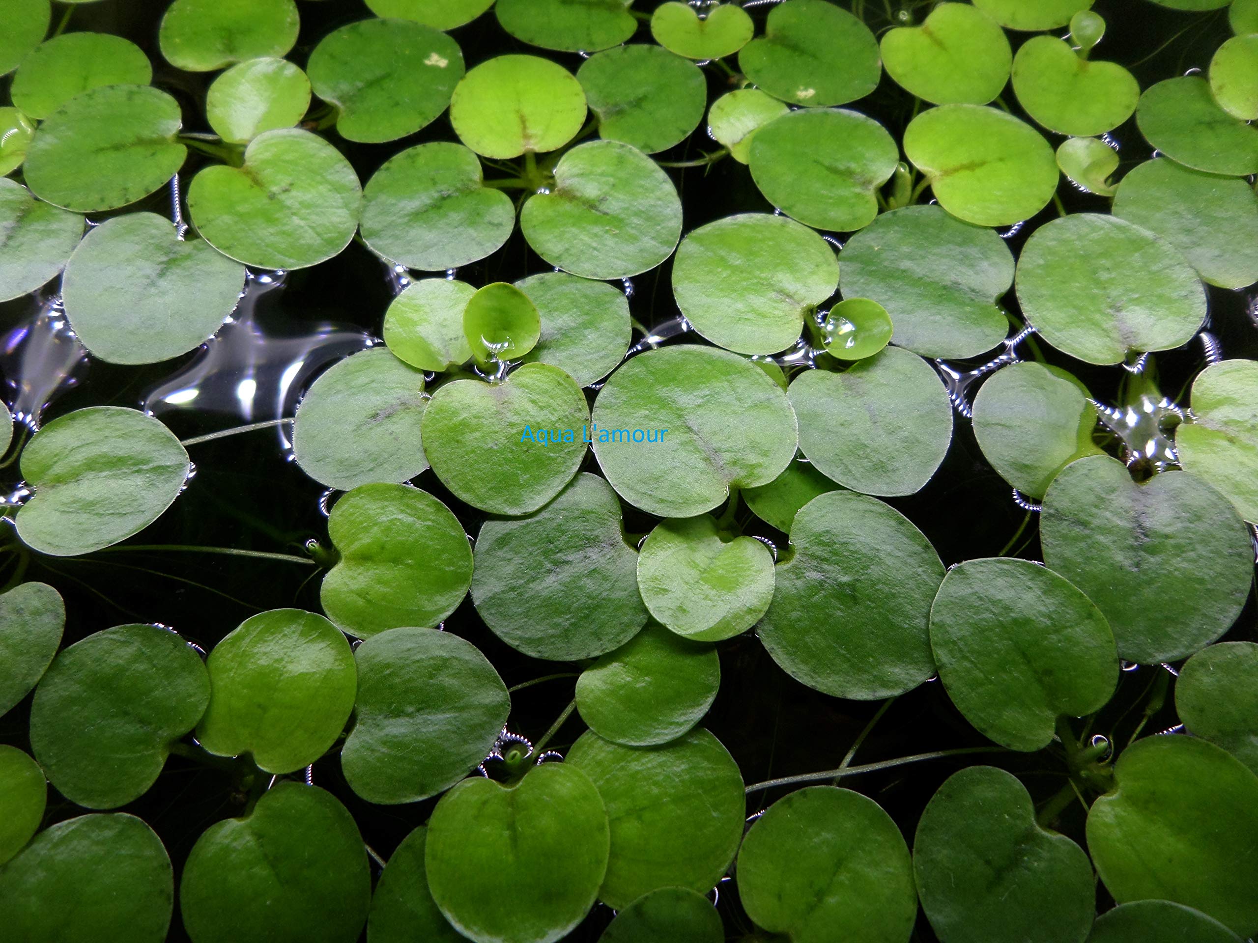Amazon Frogbit growing across a freshwater aquarium surface