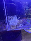 Hex, GFP Wild Type named axolotl #033 — exact animal for sale, photo 1