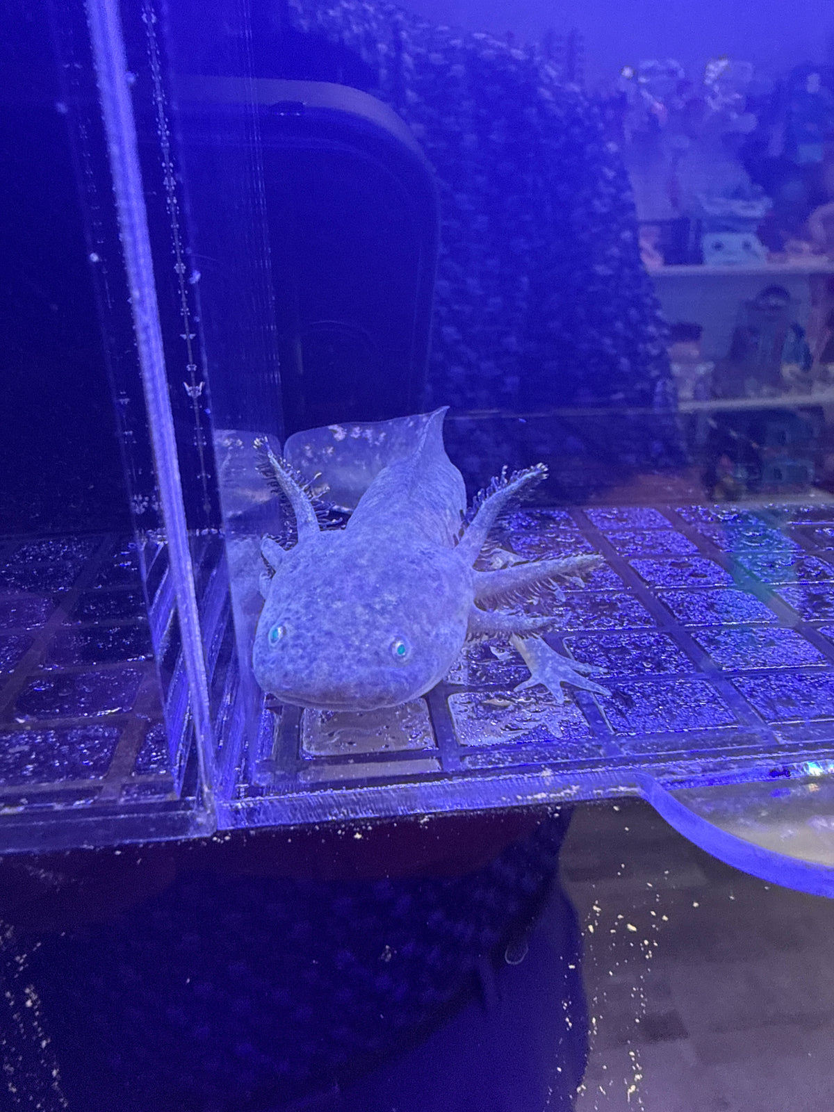 Hex, GFP Wild Type named axolotl #033 — exact animal for sale, photo 1