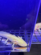 Pumpkin, Golden Albino named axolotl #019 — exact animal for sale, photo 1