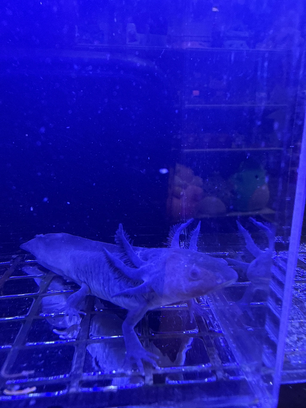 Raven, Black Melanoid named axolotl #017 — exact animal for sale, photo 2