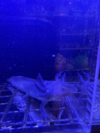 Raven, Black Melanoid named axolotl #017 — exact animal for sale, photo 2