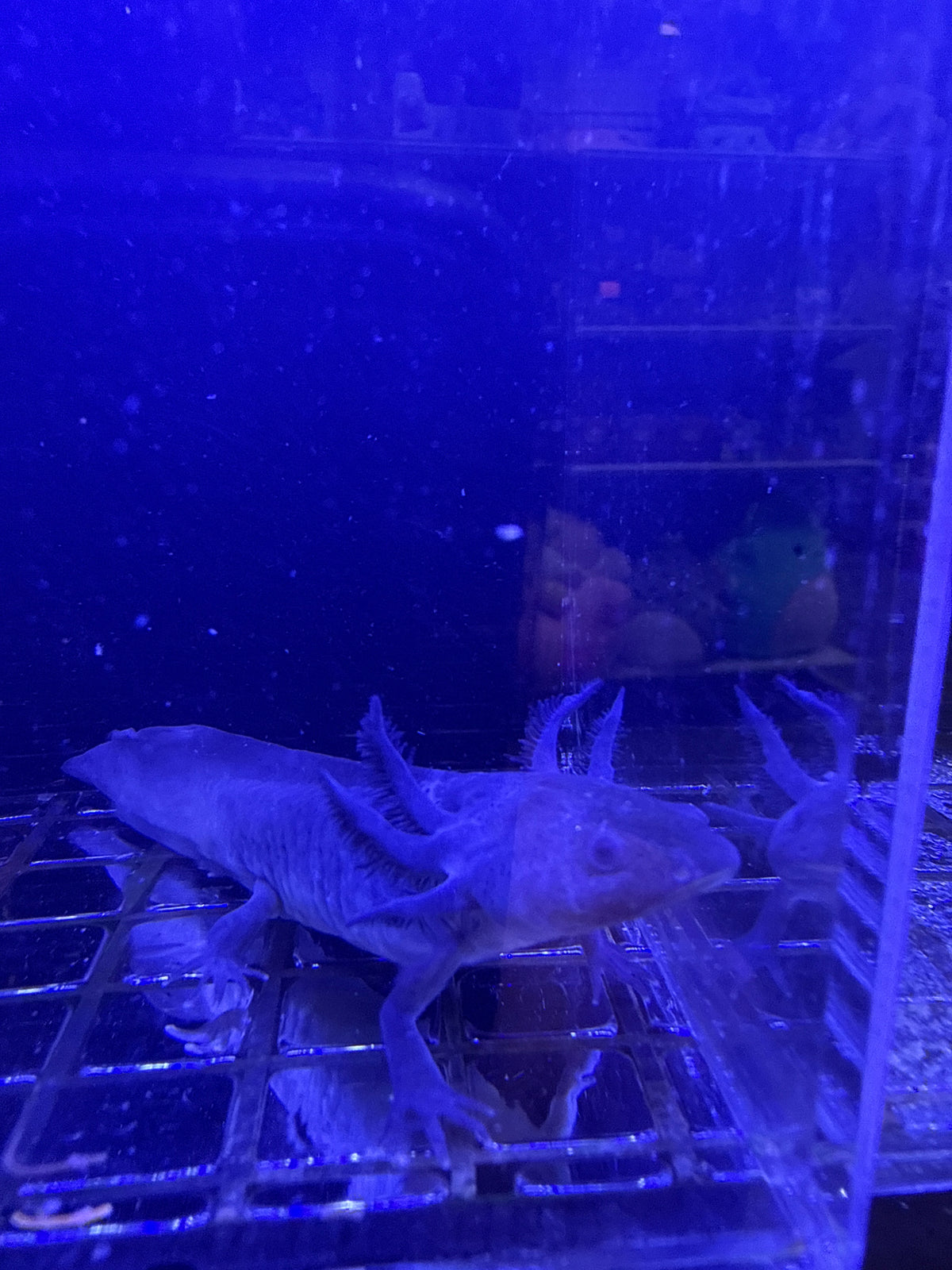 Raven, Black Melanoid named axolotl #017 — exact animal for sale, photo 2