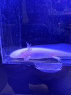 Boo, Leucistic named axolotl #001 — exact animal for sale, photo 2