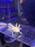 Phantom, Golden Albino named axolotl #035 — exact animal for sale, photo 2