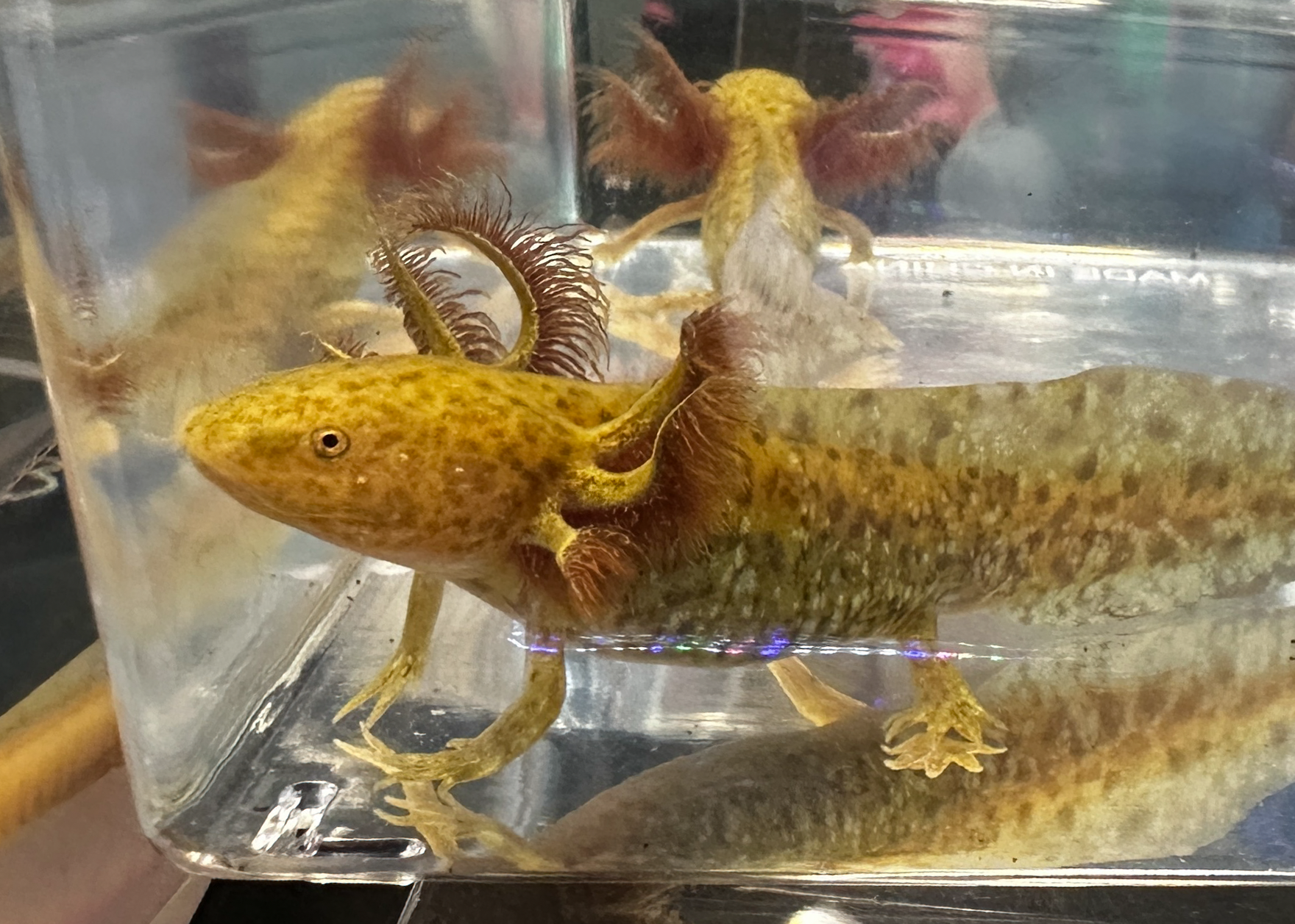 Copper axolotl with warm bronze and copper coloration