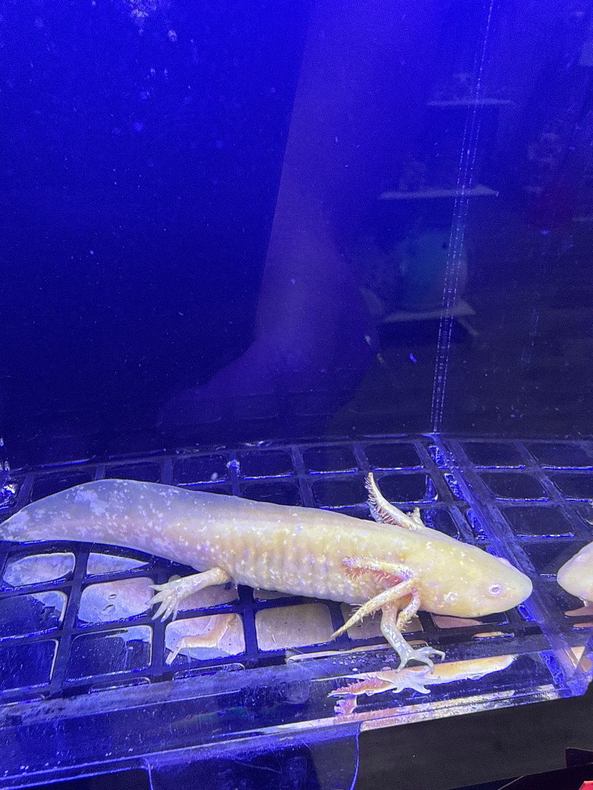 Pumpkin, Golden Albino named axolotl #019 — exact animal for sale, photo 3