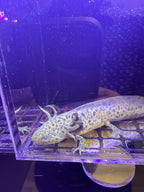 Bones, GFP Wild Type named axolotl #032 — exact animal for sale, photo 1
