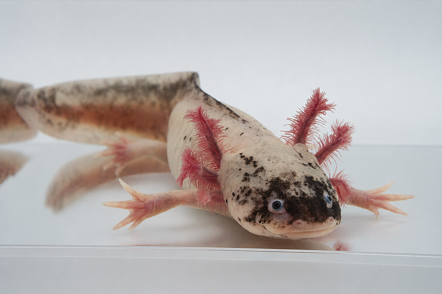 Dirty Lucy axolotl in a bright aquarium