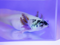 GFP Dirty Lucy Axolotl front view