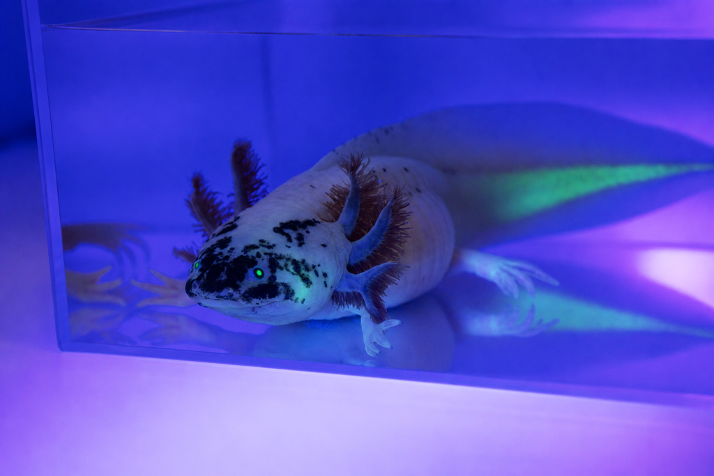 GFP Dirty Lucy Axolotl side view