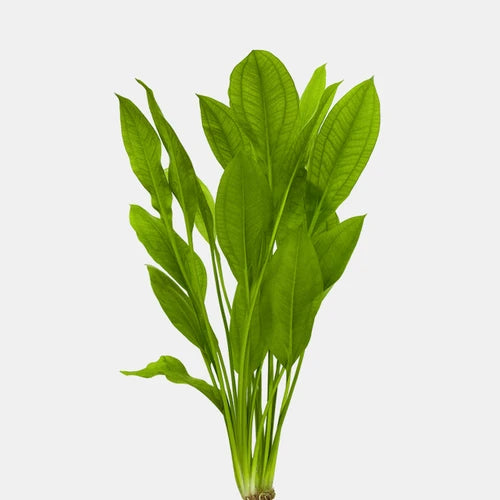 Amazon Sword live freshwater aquarium plant