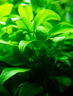 Anubias live freshwater aquarium plant