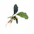 Anubias Coffeefolia