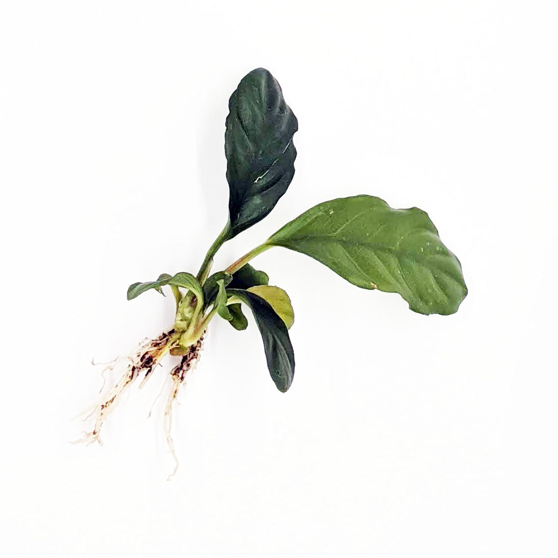 Anubias Coffeefolia