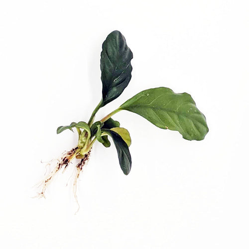 Anubias Coffeefolia