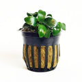 Anubias Nana Petite