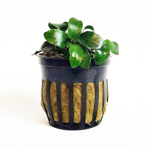 Anubias Nana Petite
