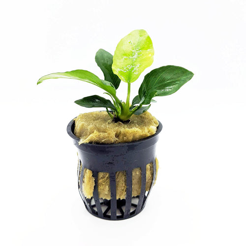 Anubias nana