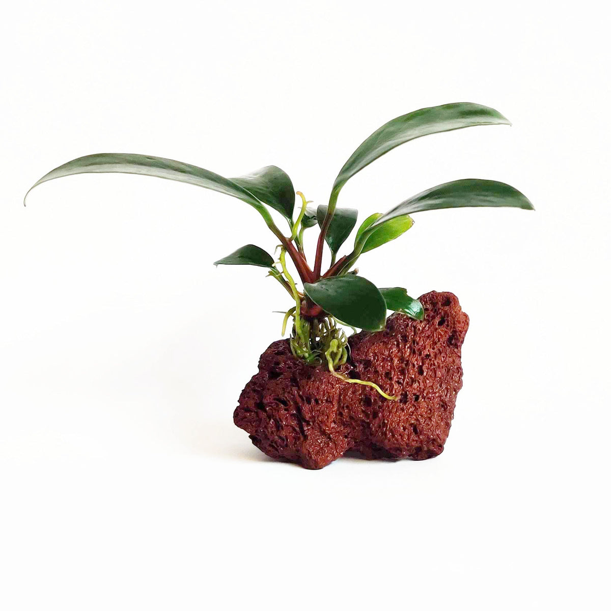 Anubias Attached to Lava Rock