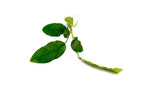 Anubias Barteri