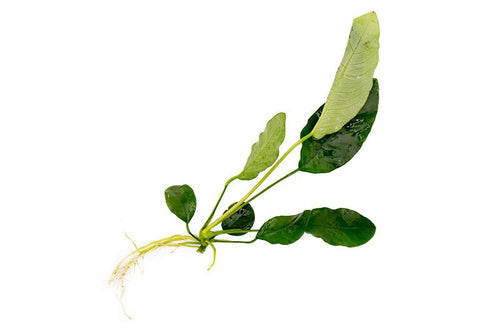 Anubias Barteri