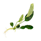 Anubias Barteri