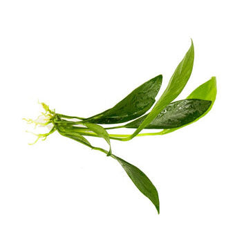 Anubias Congensis