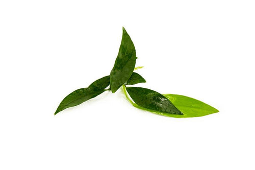 Anubias Congensis