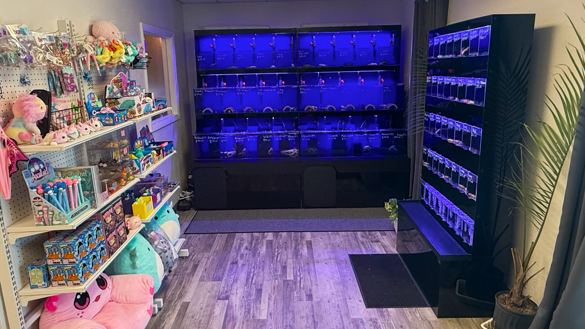 A retail store interior with shelves of colorful merchandise on the left, a large illuminated aquarium display in the back wall glowing blue, and a tall fish tank stand on the right, with wood-look flooring and a potted plant.