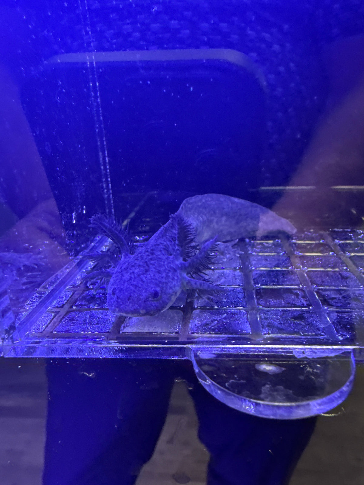 Poe, Black Melanoid named axolotl #018 — exact animal for sale, photo 1