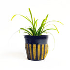 Shrimp Sanctuary Plant Bundle