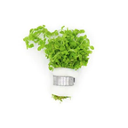 Shrimp Sanctuary Plant Bundle