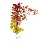 Crimson Current Plant Bundle