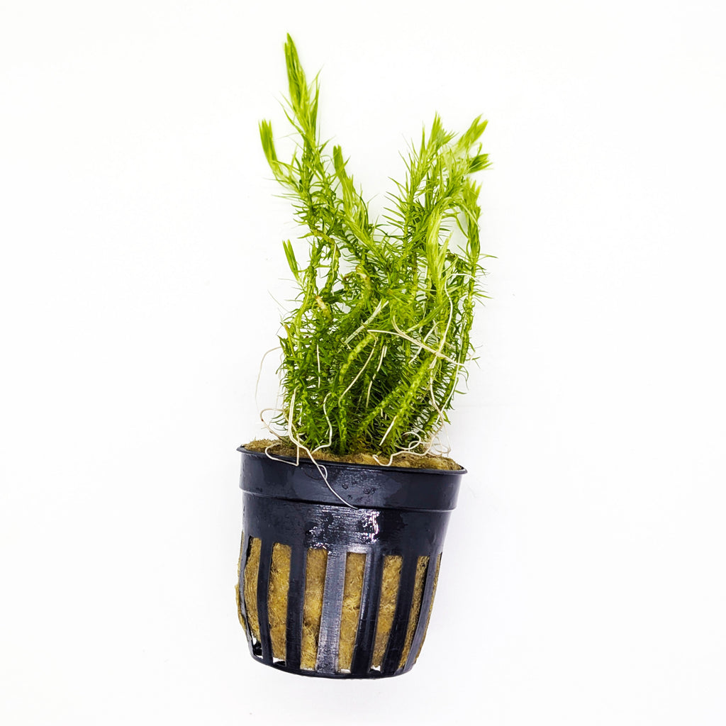 Crimson Current Plant Bundle