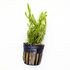 Crimson Current Plant Bundle